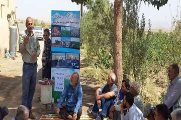 پیوند پسته2